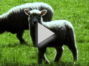 AFFCO by The Skeptics (Director)