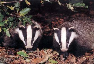 Badgers: endearing, yet still couldn't compensate at twice the price for just another nite with the boys