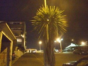 Ariki Street, Auckland