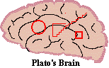 Platos brain: hmm, perfect forms eh?